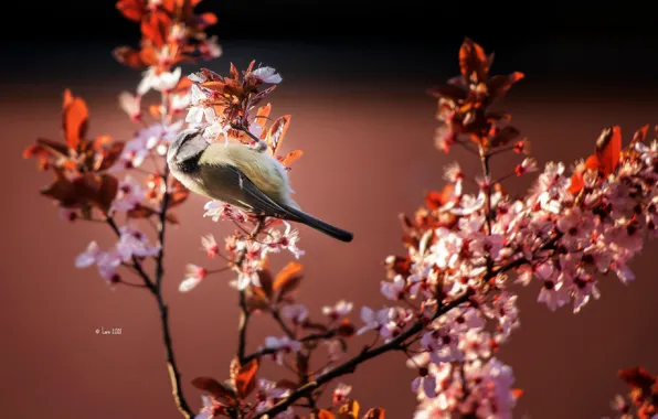 LEAVES, FLOWERS, BIRD, SPRING, BRANCHES, FEATHERS, PAINTING