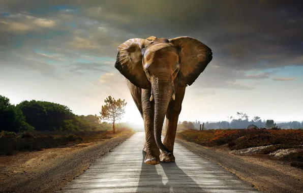 Road, clouds, trees, elephant, road, trees, clouds, beautiful landscape