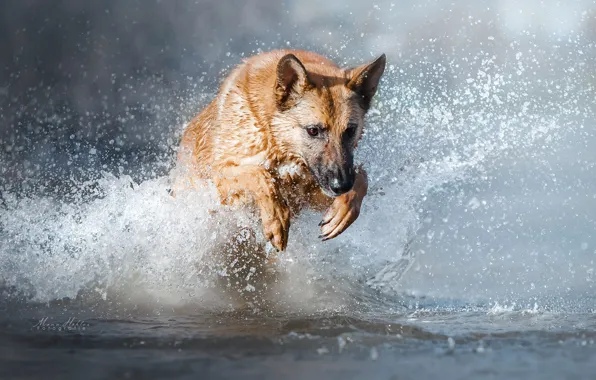 Water, squirt, dog