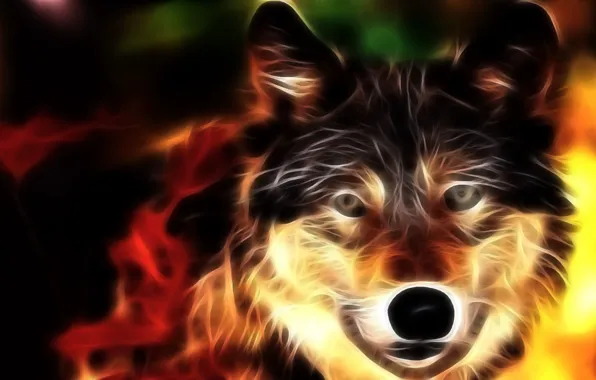Picture animals, fire, wolf