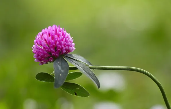 Flowers, background, pink