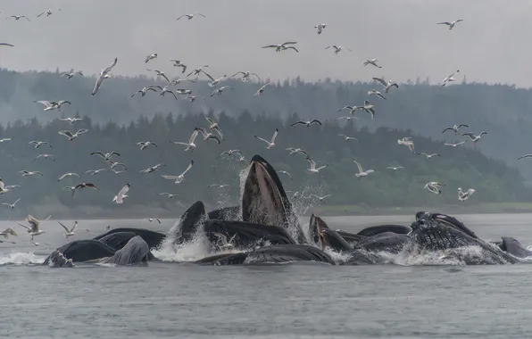 Picture fog, rain, seagulls, humpback whales