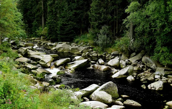 Forest, summer, river, stones