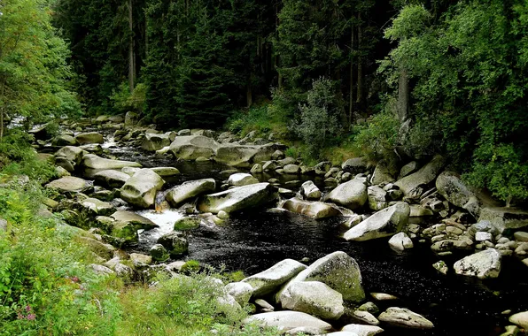 Picture forest, summer, river, stones