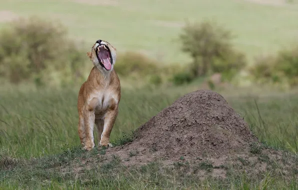 Picture cat, grass, hill, mouth, lioness, yawns