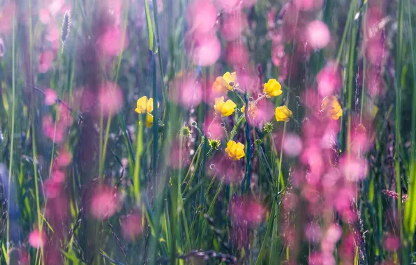 Flowers, spring, May, meadow, self