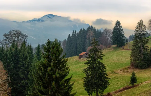Forest, trees, mountains, fog, Germany, slope, Bayern, house