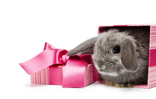 Picture white, background, box, gift, rabbit