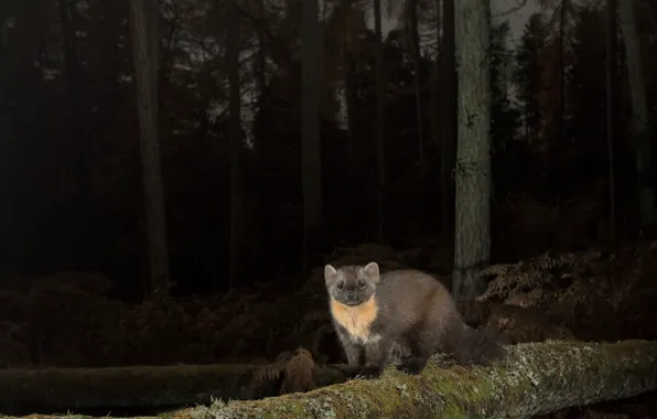 Forest, night, marten