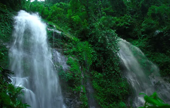 Picture forest, trees, waterfall, stream