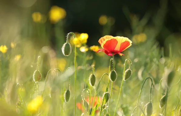 Flower, summer, light, red, Mac, Maki, meadow, buds