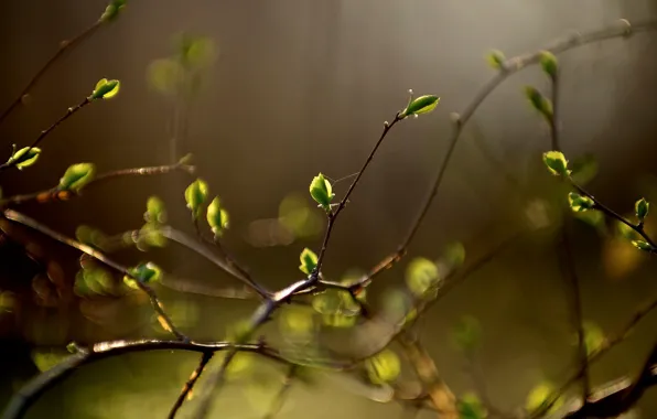 Picture leaves, macro, branches, background, Wallpaper, vegetation, plant, blur