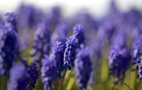 Macro, blue, focus, Muscari