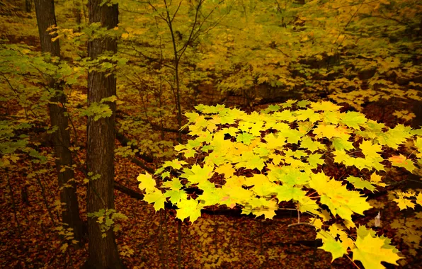 Autumn, forest, trees, branches, foliage, yellow, maple, maple leaves
