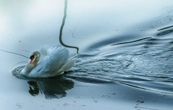 Picture lake, bird, Swan