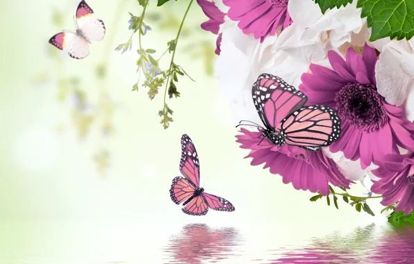 Picture water, butterfly, reflection, spring, flowering, water, blossom, flowers, spring, purple, butterflies, gerbera, refection