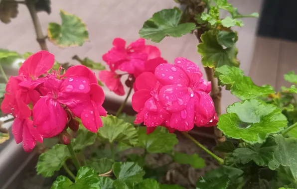 Flowers, Flowers, Drops, Raindrops