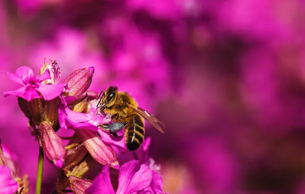 Color, Flower, Bee, Plant, Plants, Flower, Flowers, Color