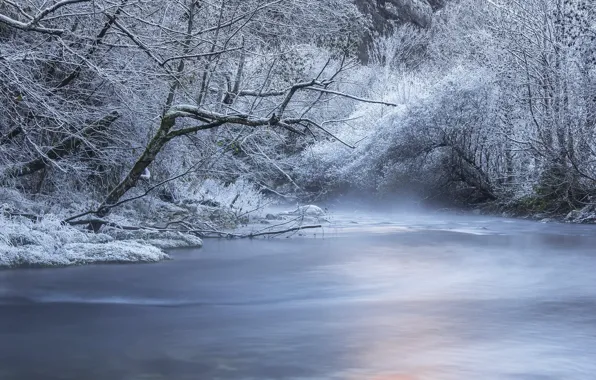 Picture winter, forest, snow, trees, river