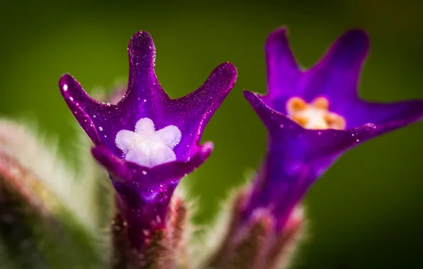 Flowers, nature, plant