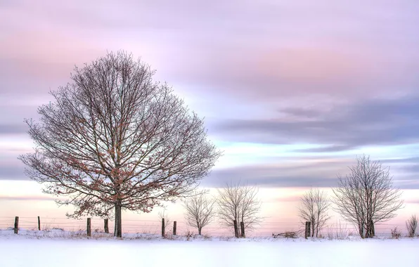 Picture winter, the sky, snow, tree, pink, the bushes