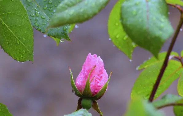 Picture buds, macro, DavidM54, drops, leaves, roses