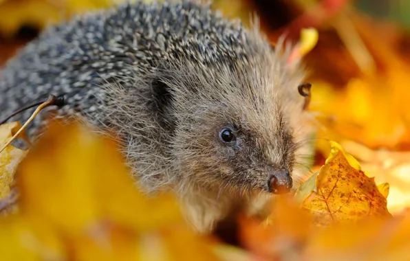 Picture autumn, leaves, needles, hedgehog