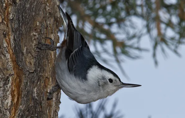Tree, bird, beak, the Carolina nuthatch