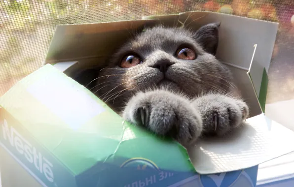 Eyes, cat, look, face, grey, box, paws, Cat