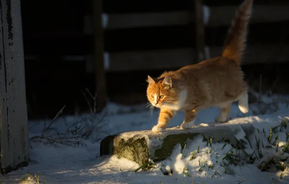 Winter, cat, look, snow, pose, kitty, background, red