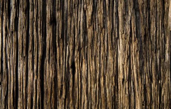Tree, Wallpaper, beautiful