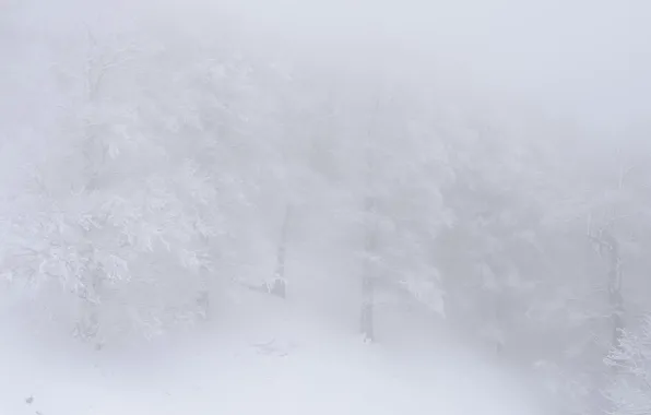 Wallpaper fog, snow, forest