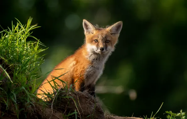 Grass, light, nature, Fox, Fox