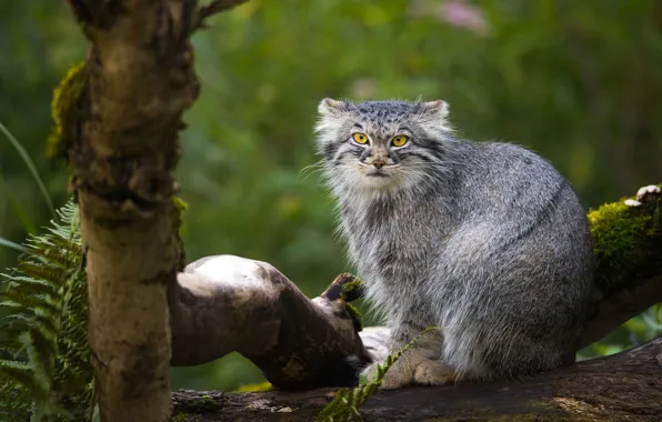 Picture look, face, nature, pose, tree, sitting, wild cat, green background