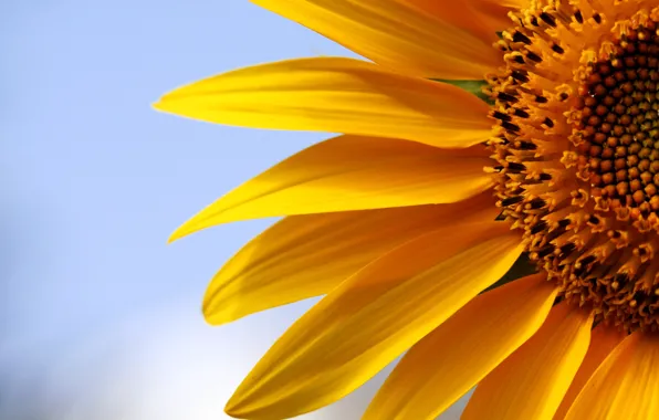 Macro, nature, sunflower