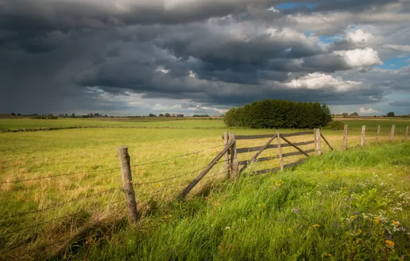 Field, summer, the sky, grass, light, trees, clouds, the fence