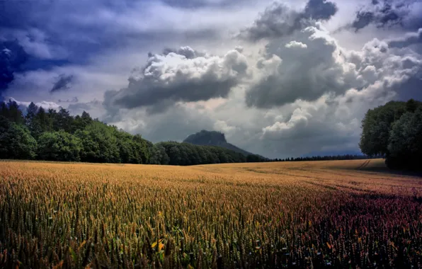 Wheat, greens, field, grass, clouds, trees, landscape, clouds