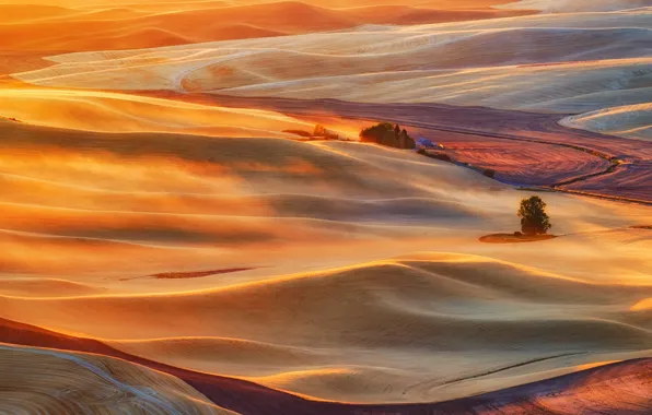 Field, light, nature, fog, haze