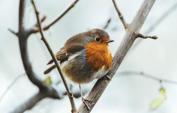 Picture branches, bird, feathers, bird, Robin