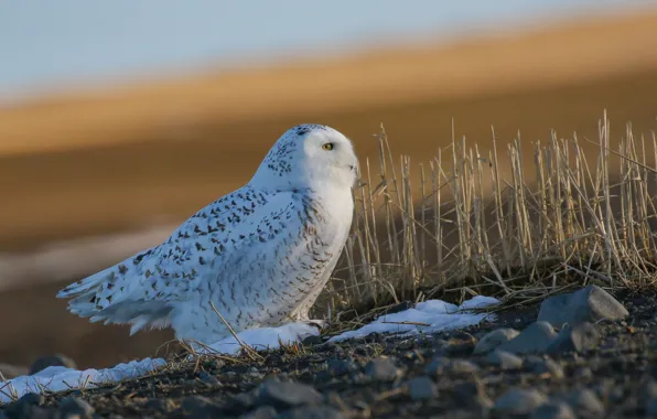 Picture white, snow, owl, nature, dry grass, snowy owl, bird