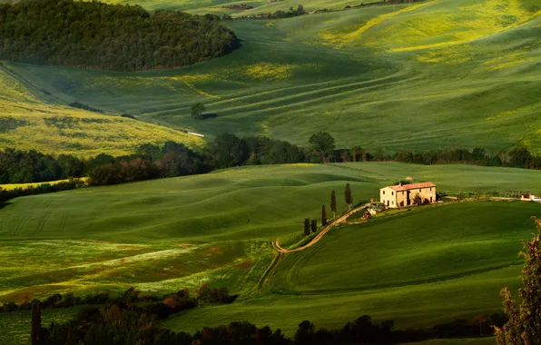 Picture greens, trees, field, Tuscany