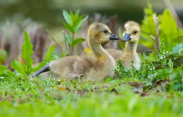 Greens, grass, birds, glade, spring, pair, kids, a couple