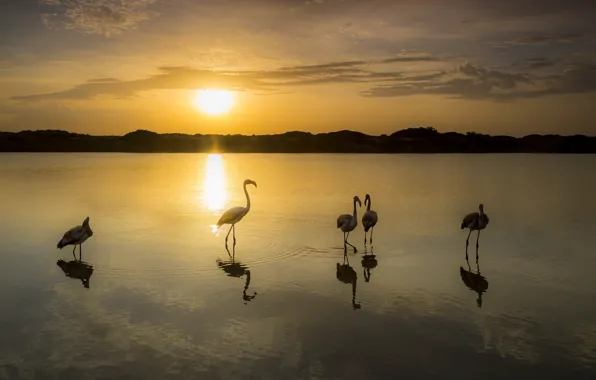 Sunset, birds, lake, Flamingo