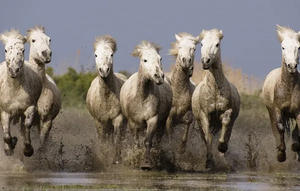 Picture water, horses, horse, dirt