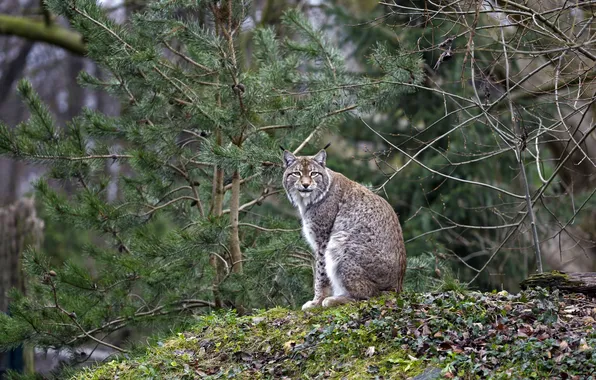 Picture cat, grass, branches, nature, tree, lynx