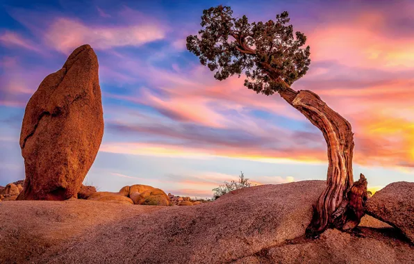 The sky, sunset, stones, tree, CA, USA, lump, Joshua Tree National Park