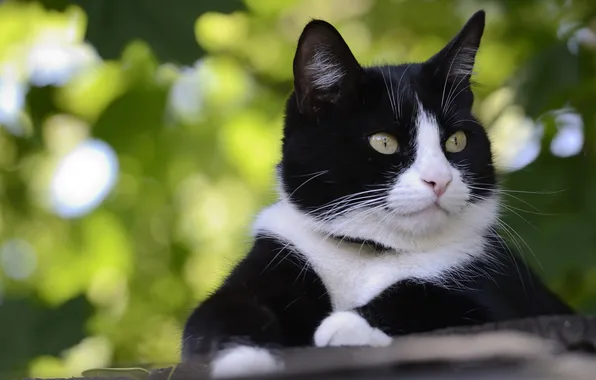 Cat, cat, look, pose, face