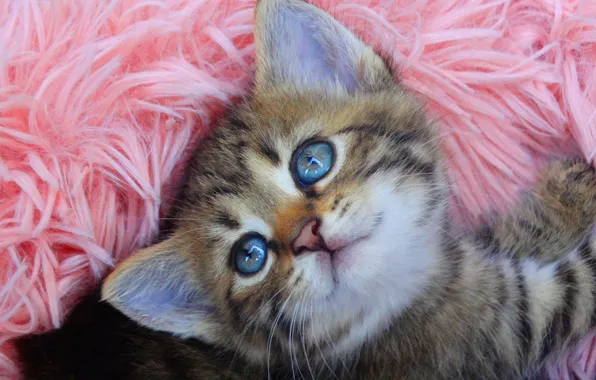 Cat, look, kitty, lies, fur, blue eyes, pink background