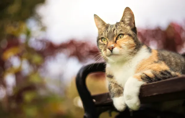 Picture cat, striped, baleen