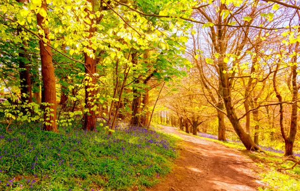 Picture forest, trees, trail